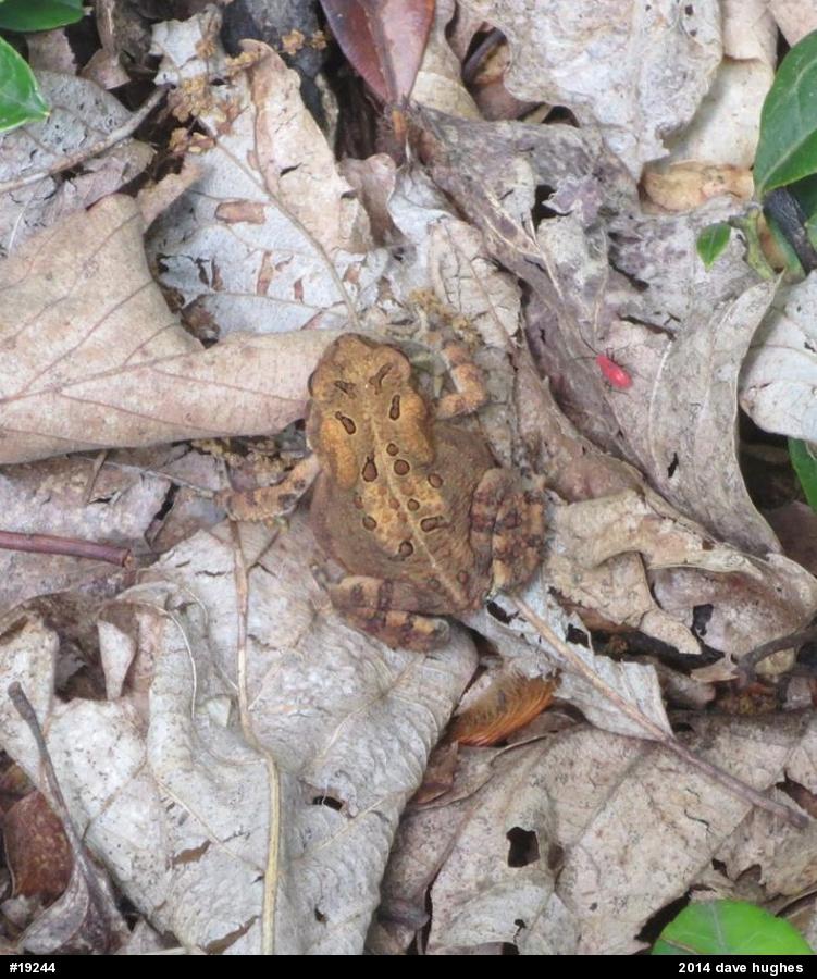 Eastern American Toad