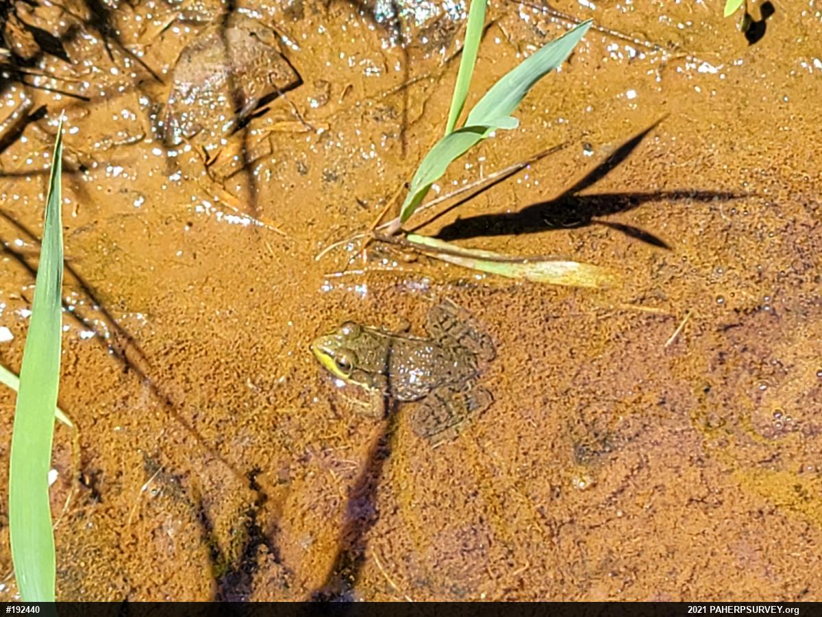 Green Frog