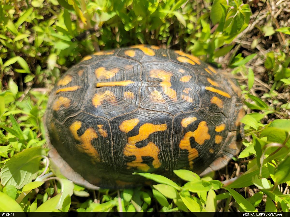Eastern Box Turtle
