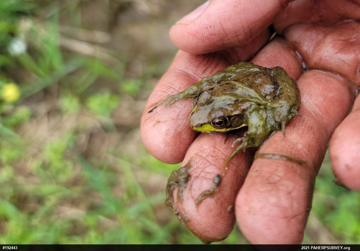 Green Frog