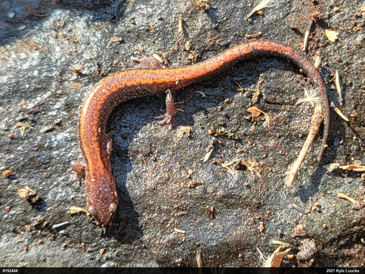 Eastern Red-backed  Salamander