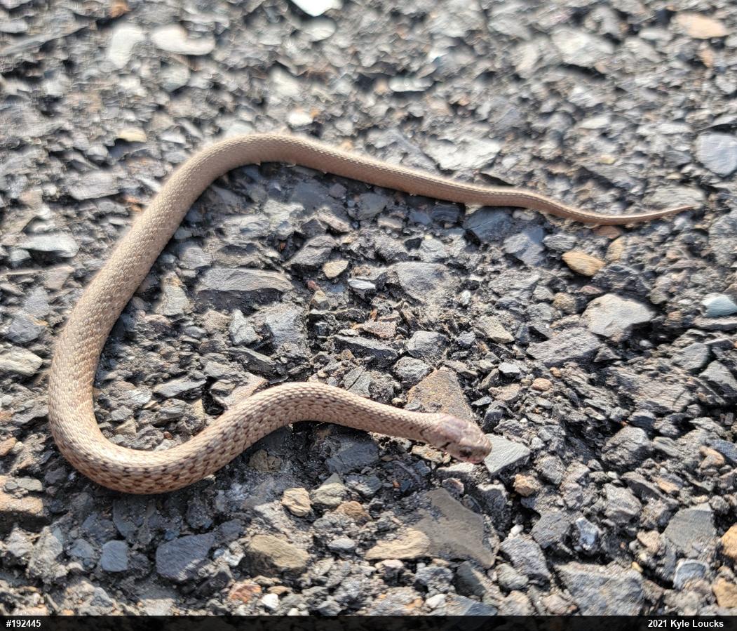 Dekay's Brownsnake