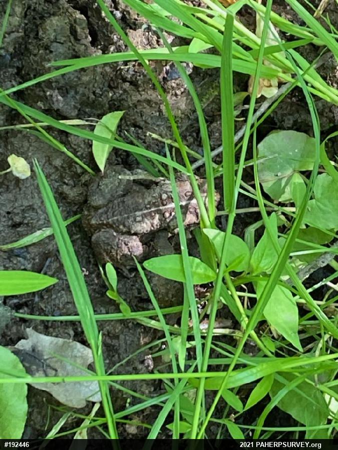 Eastern American Toad