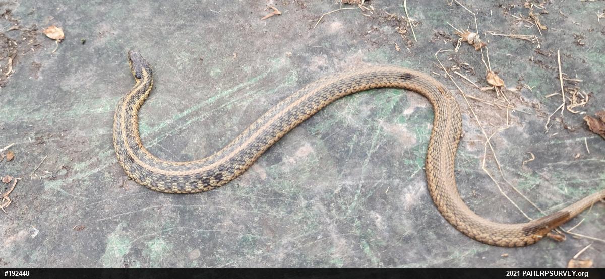 Eastern Gartersnake