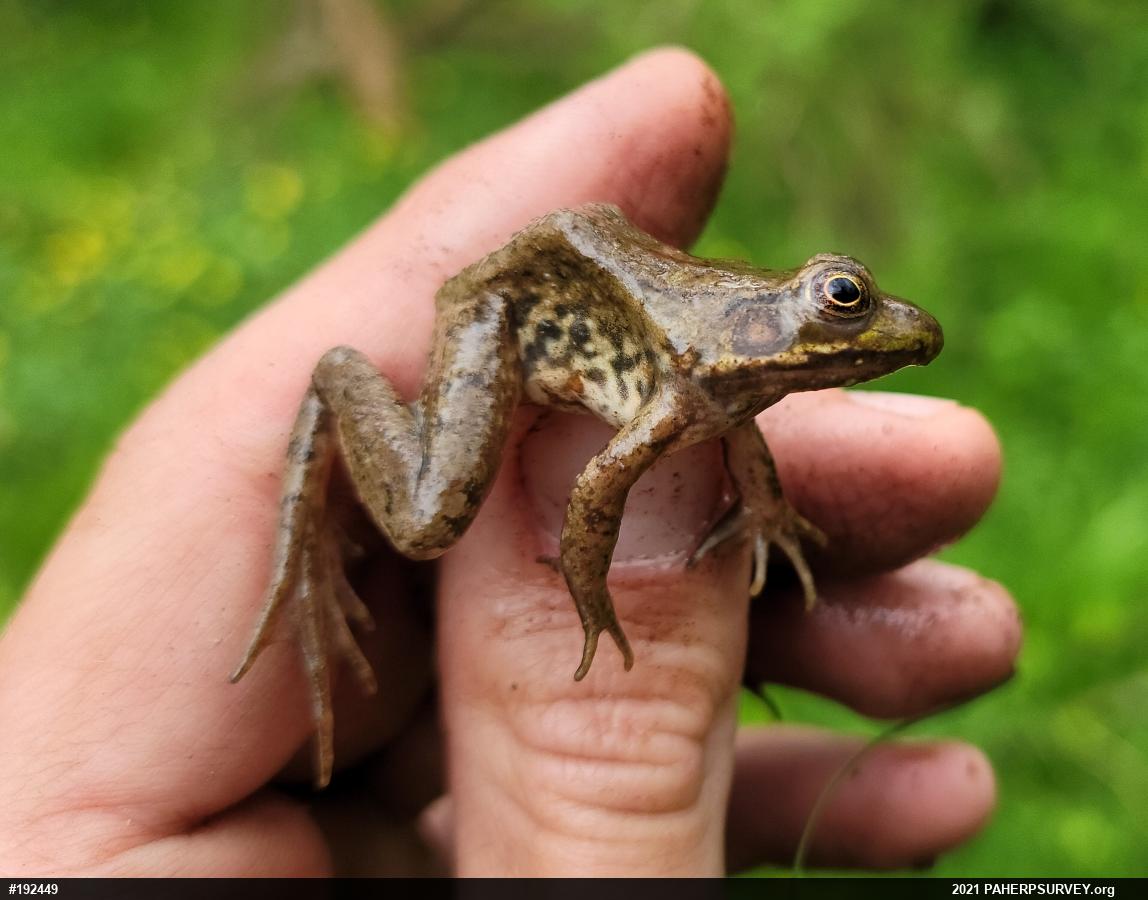 Green Frog