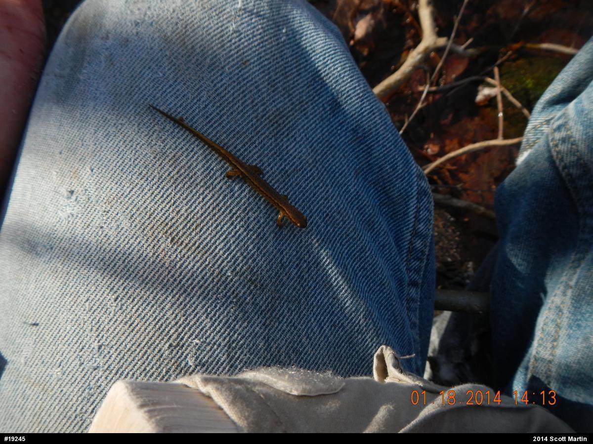 Northern Two-lined Salamander