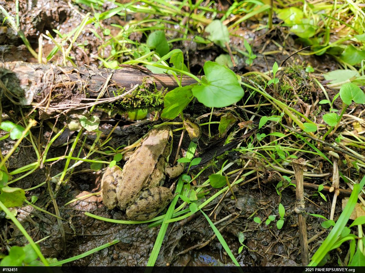 Green Frog
