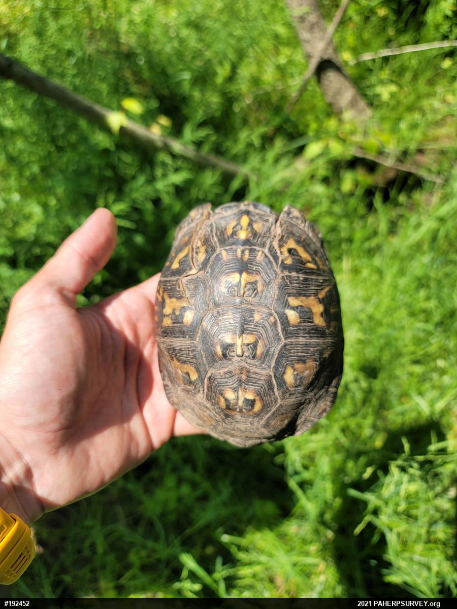 Eastern Box Turtle