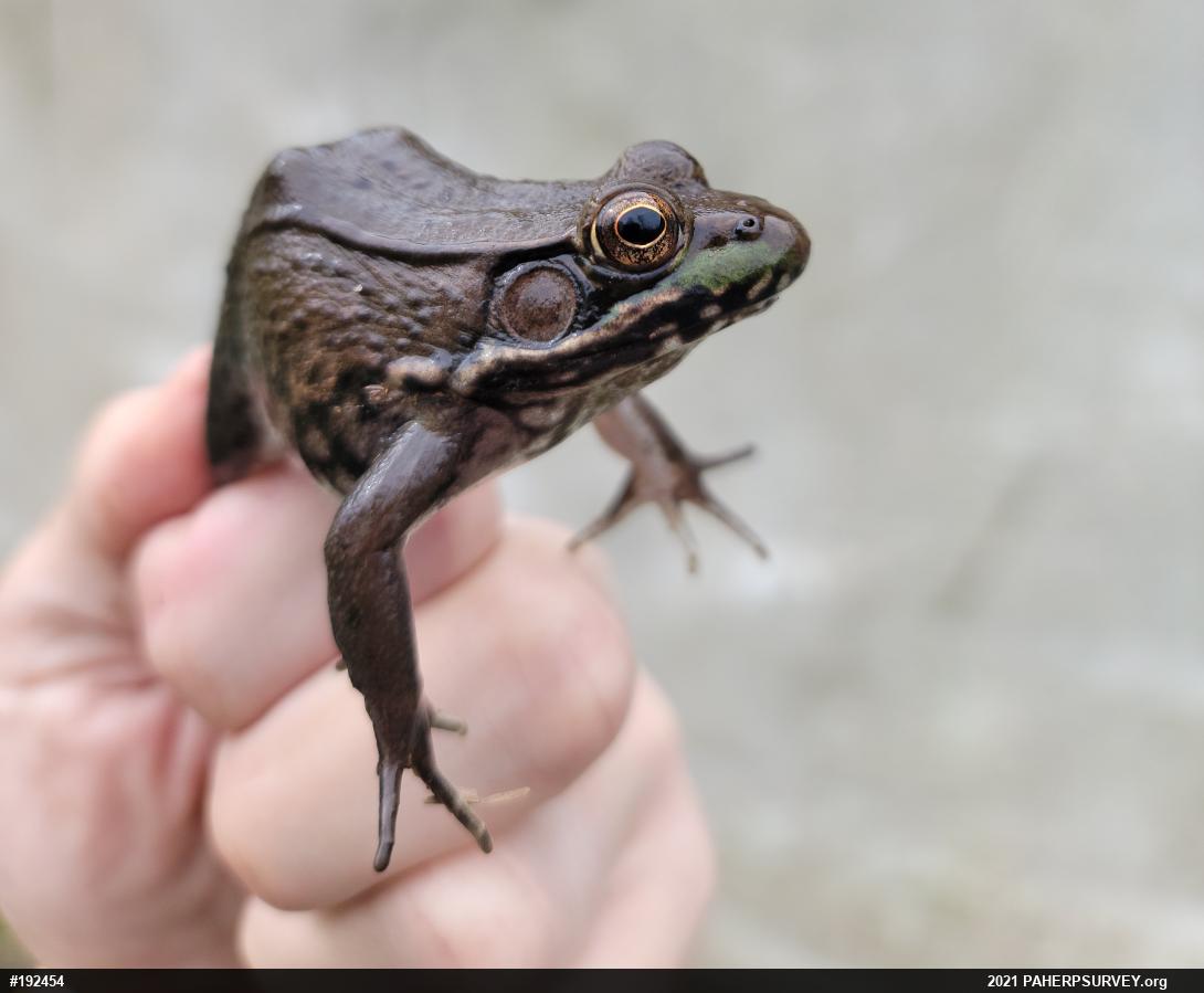 Green Frog