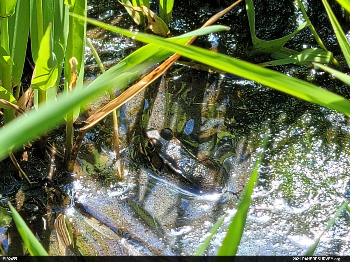 Green Frog