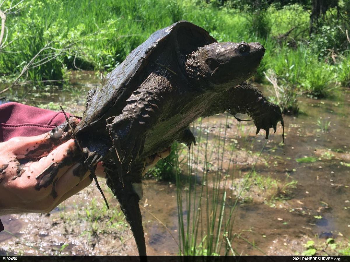Snapping Turtle