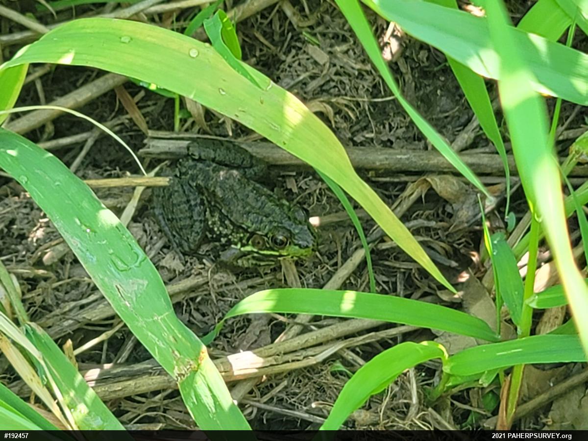 Green Frog