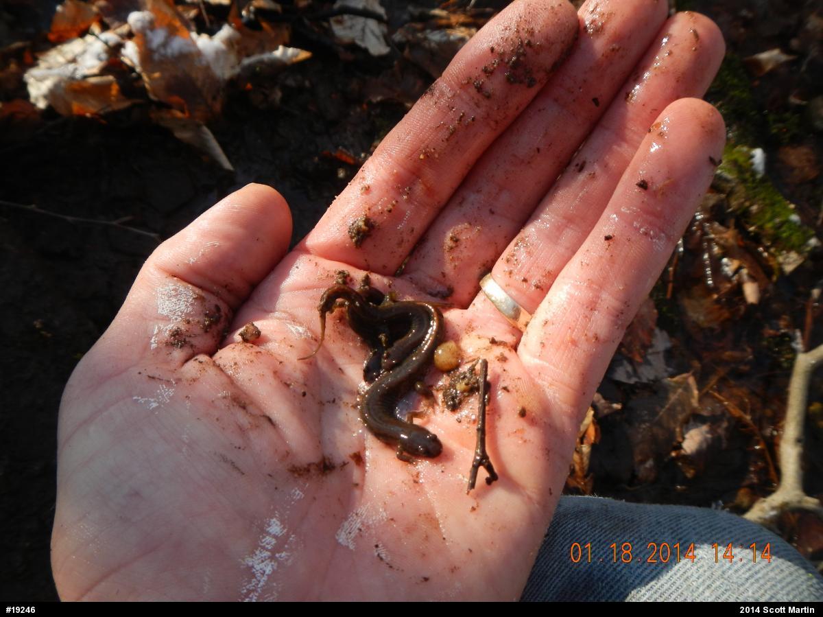 Northern Dusky Salamander
