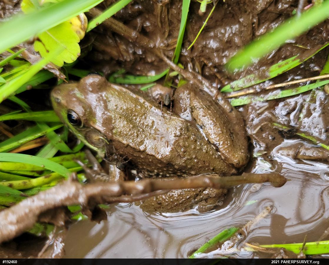 Green Frog