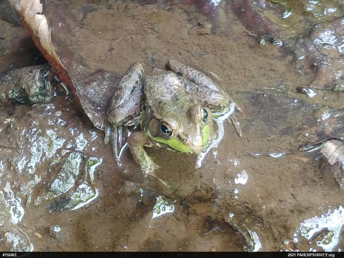 Green Frog