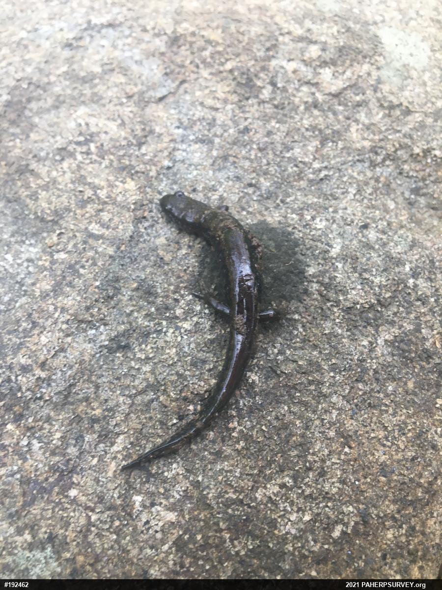 Northern Dusky Salamander