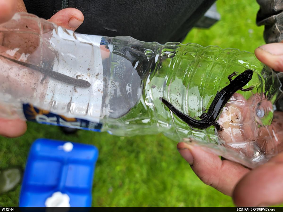 Northern Dusky Salamander