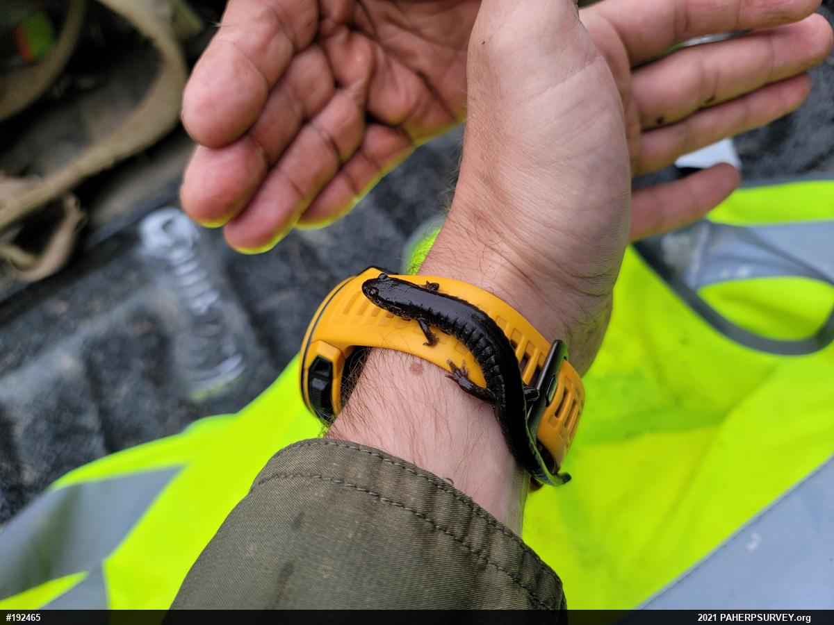 Northern Dusky Salamander