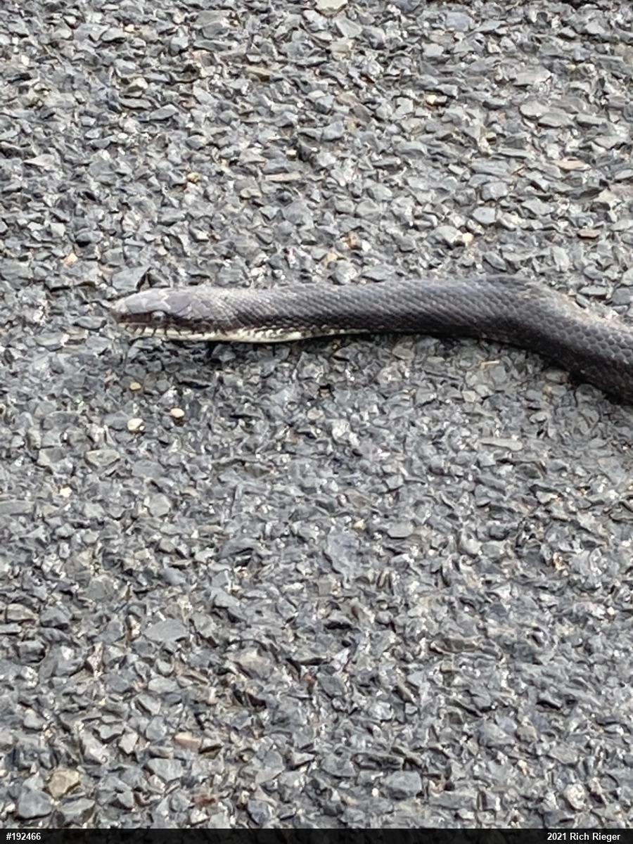 Eastern Ratsnake