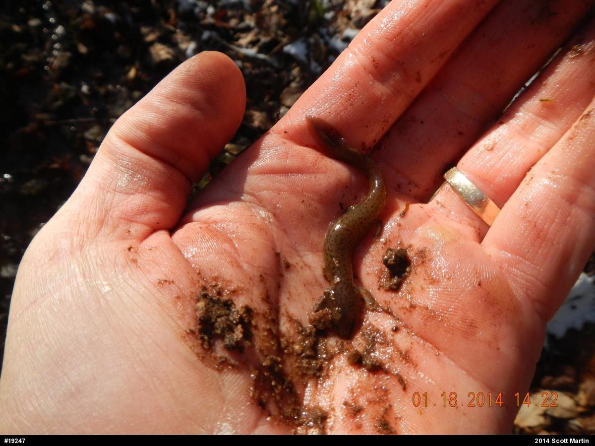Northern Red Salamander