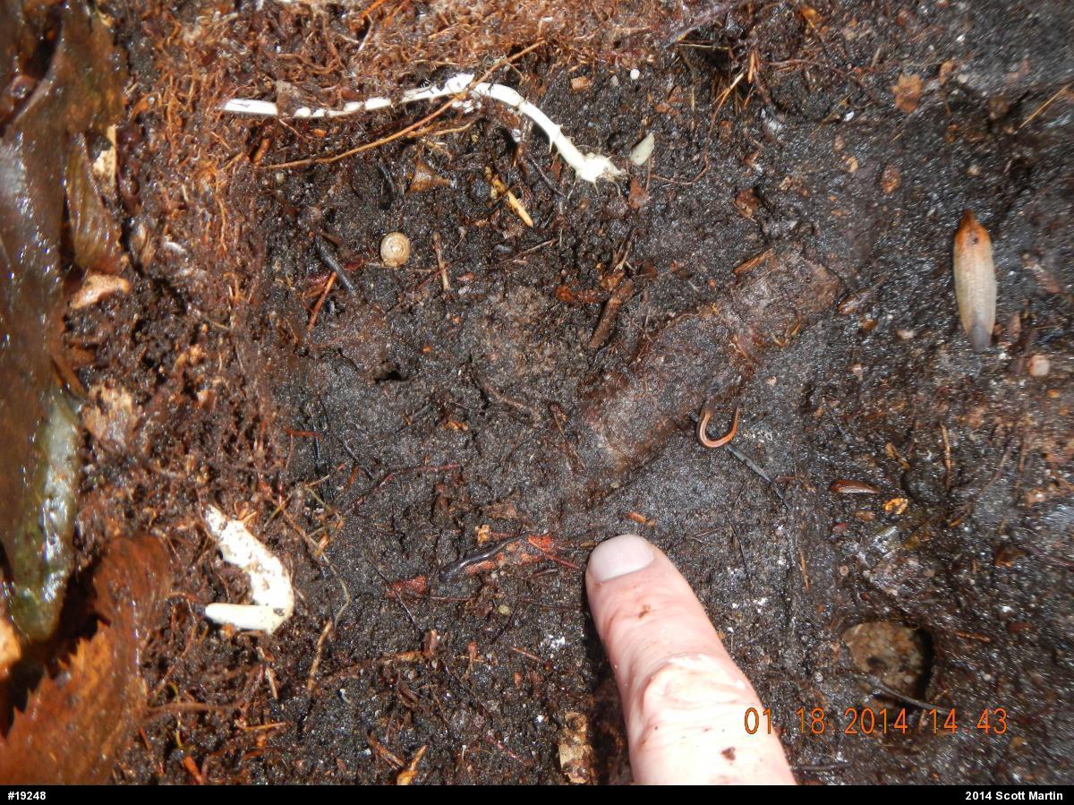 Eastern Red-backed  Salamander