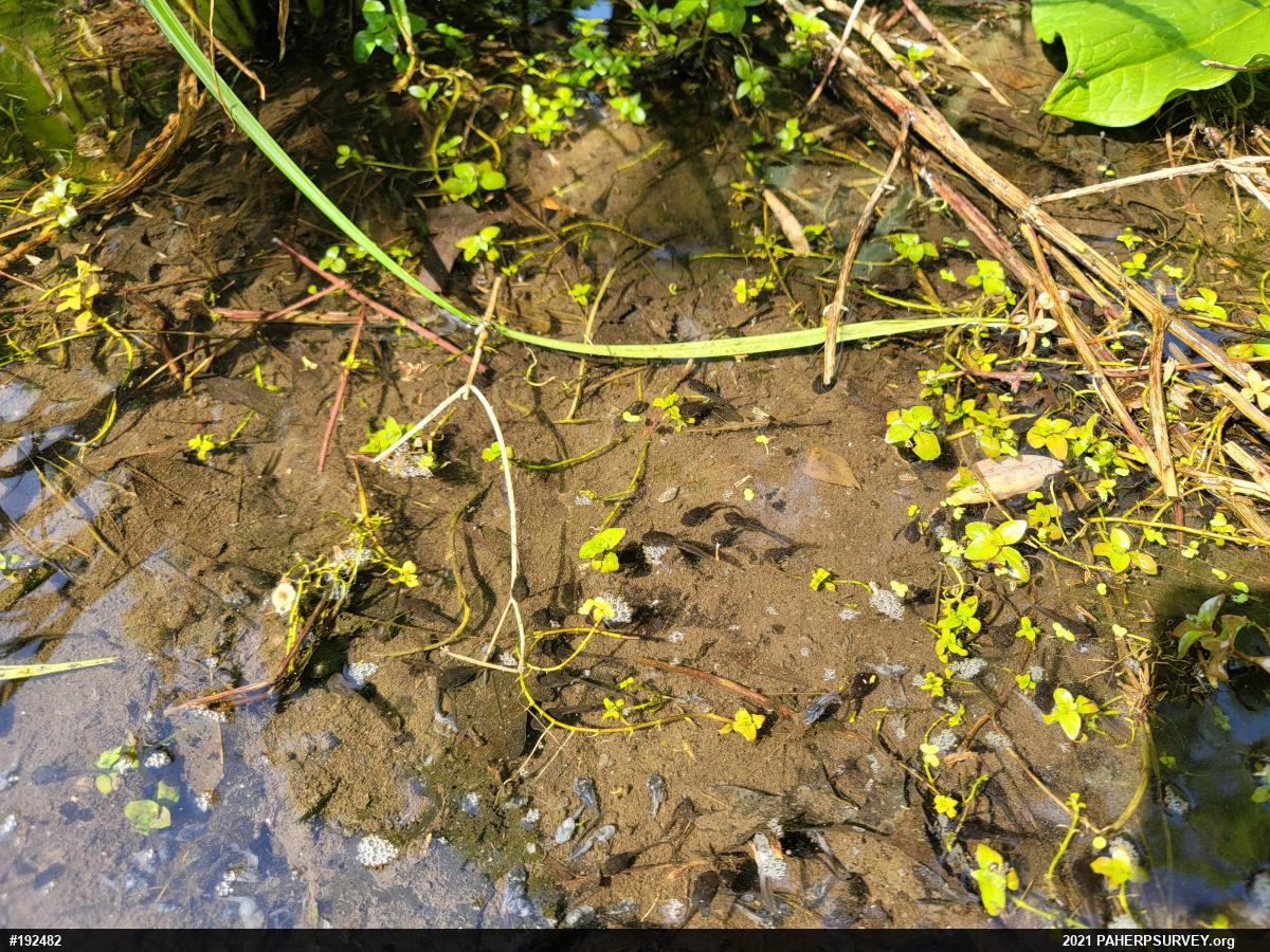 Eastern American Toad