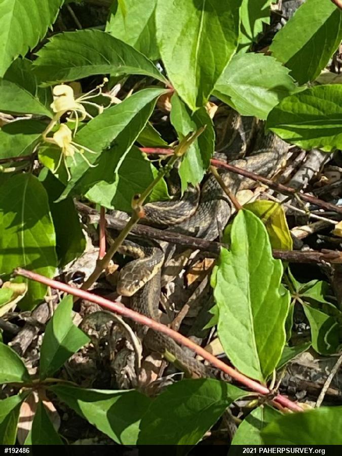 Eastern Gartersnake