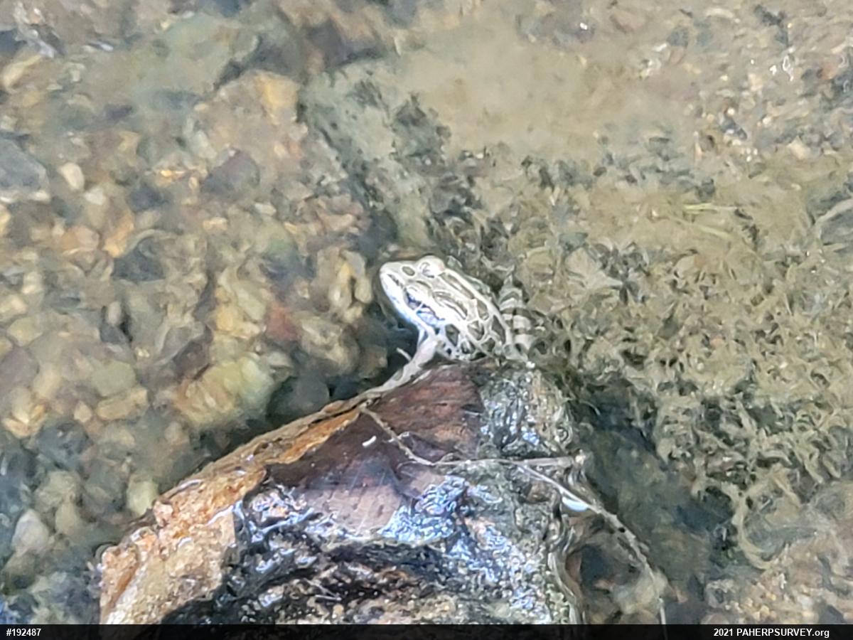 Pickerel Frog