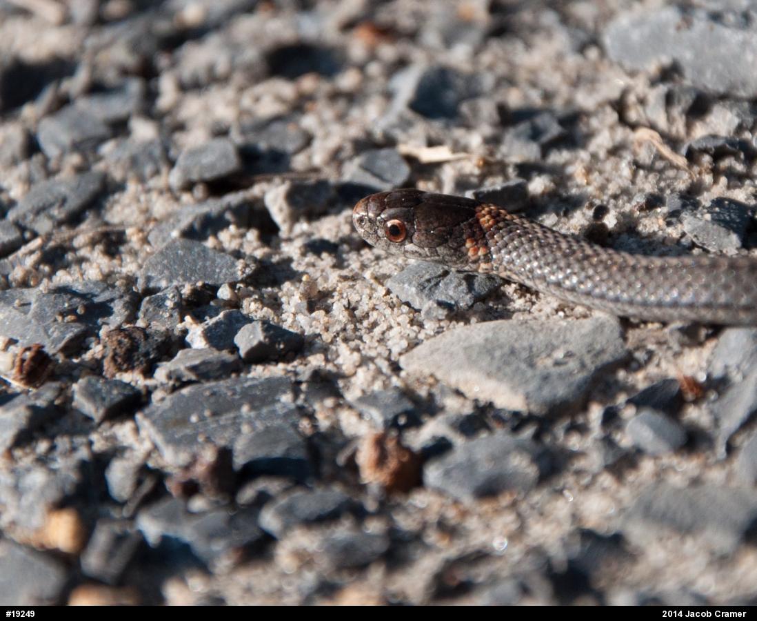 Red-bellied Snake