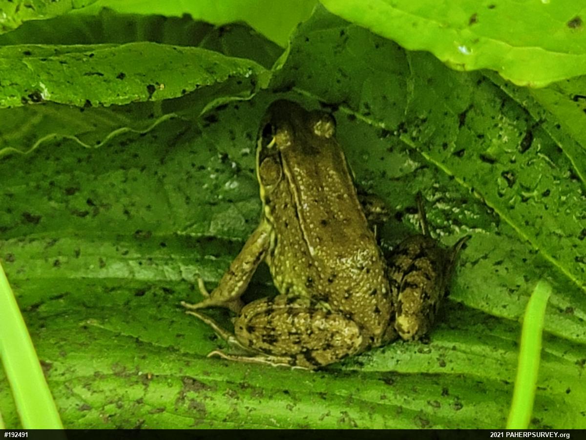 Green Frog