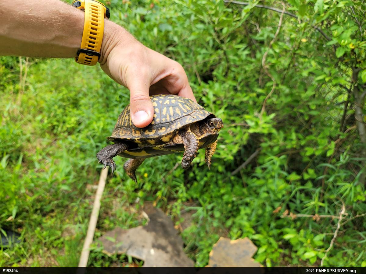 Eastern Box Turtle