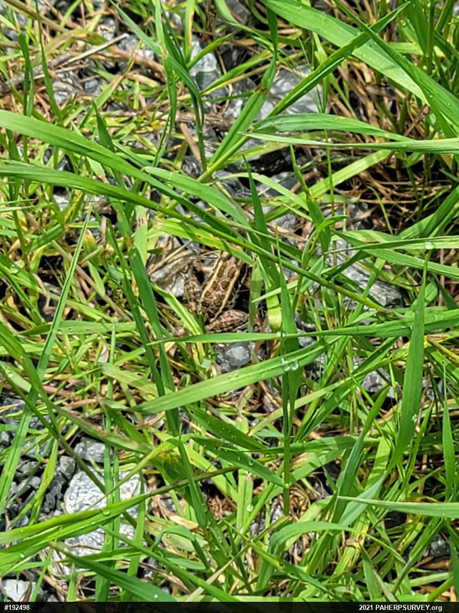 Pickerel Frog