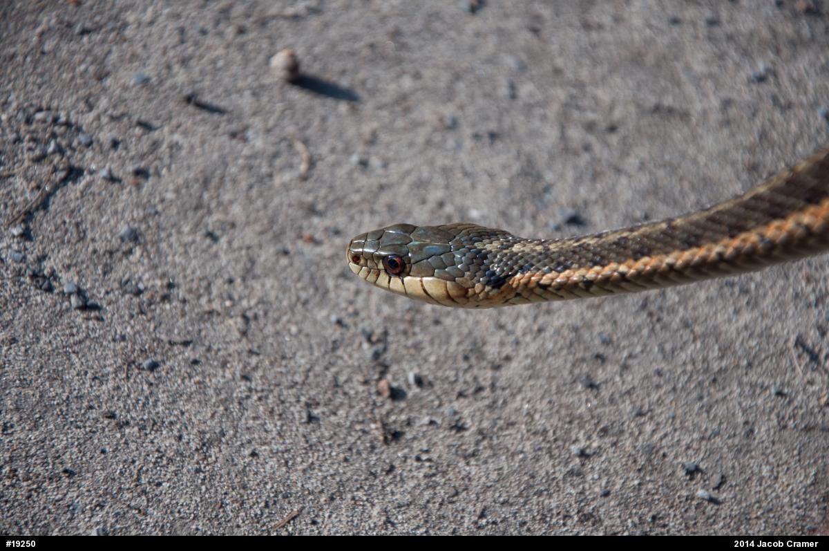 Eastern Gartersnake