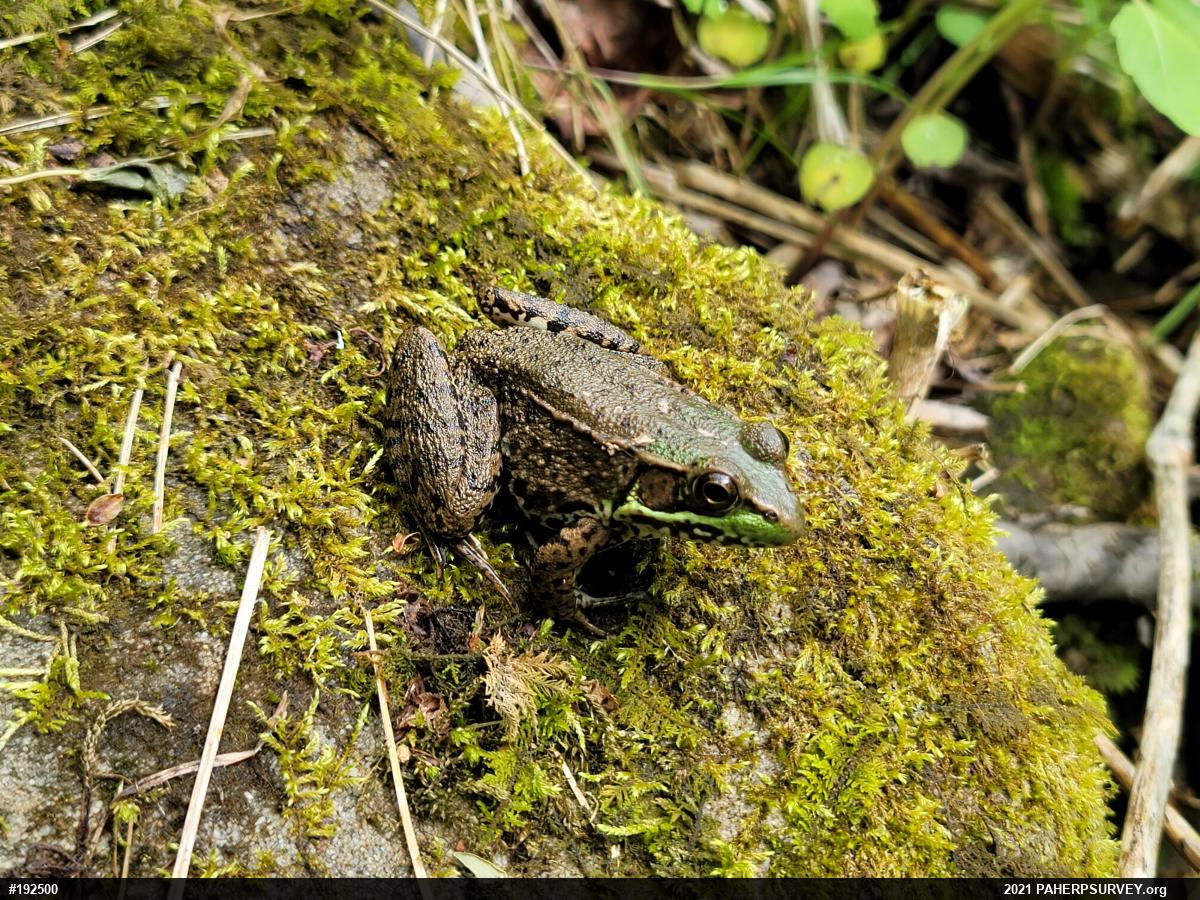 Green Frog