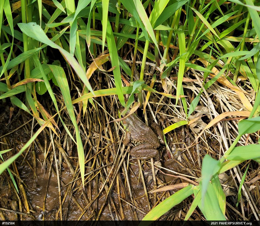 Green Frog