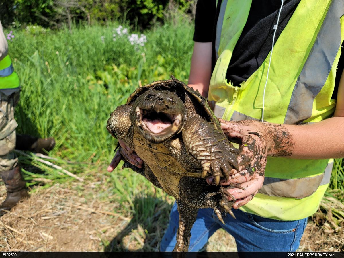 Snapping Turtle