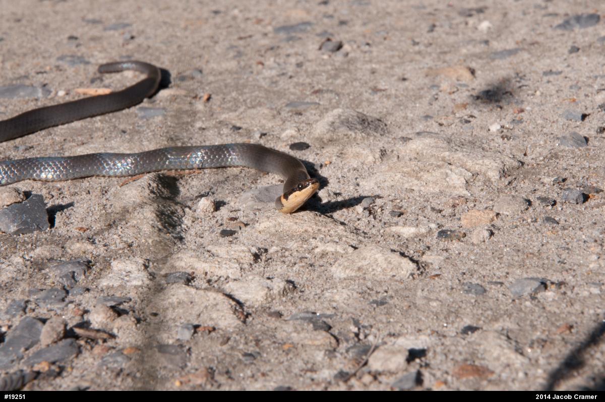 Northern Ring-necked Snake