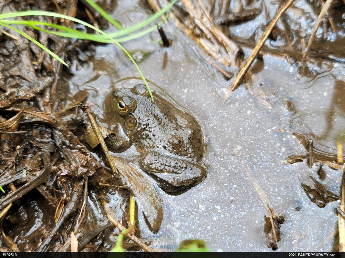 American Bullfrog