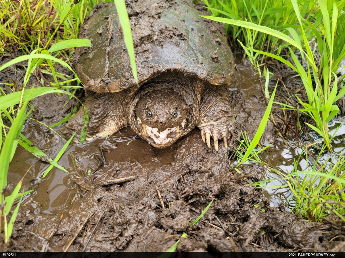 Snapping Turtle