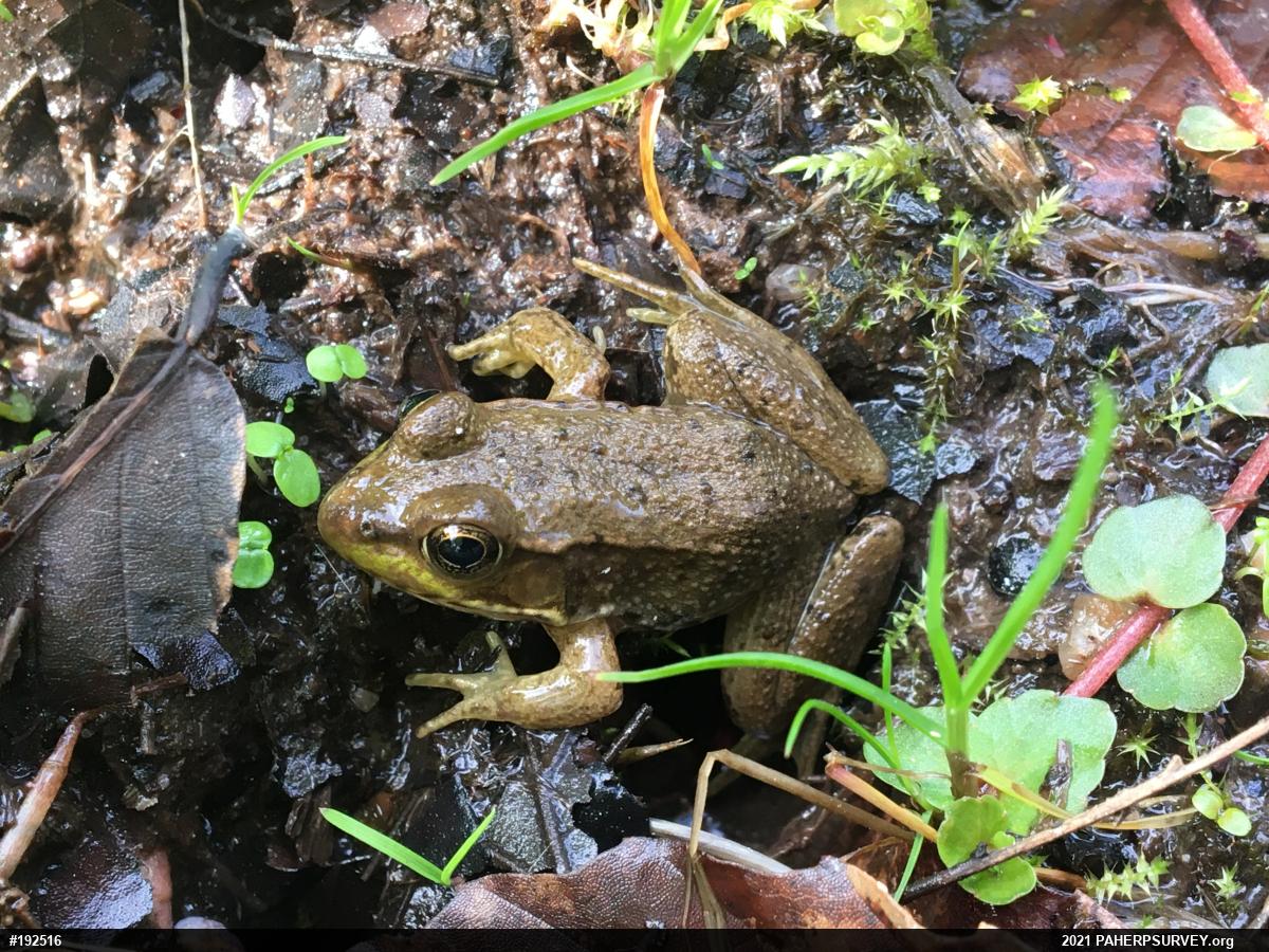 Green Frog