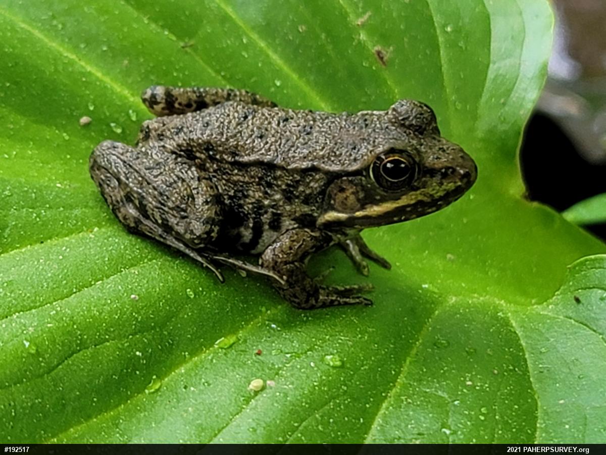 Green Frog