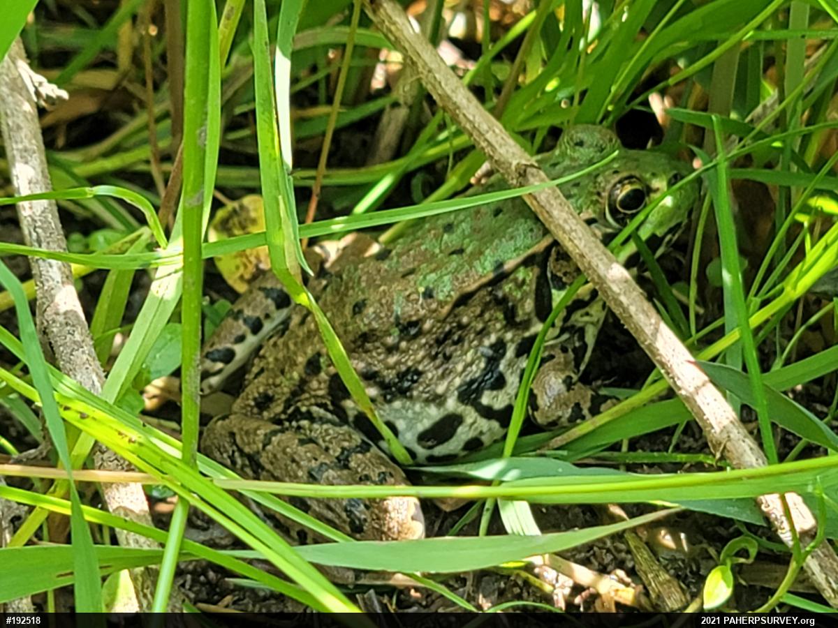 Green Frog
