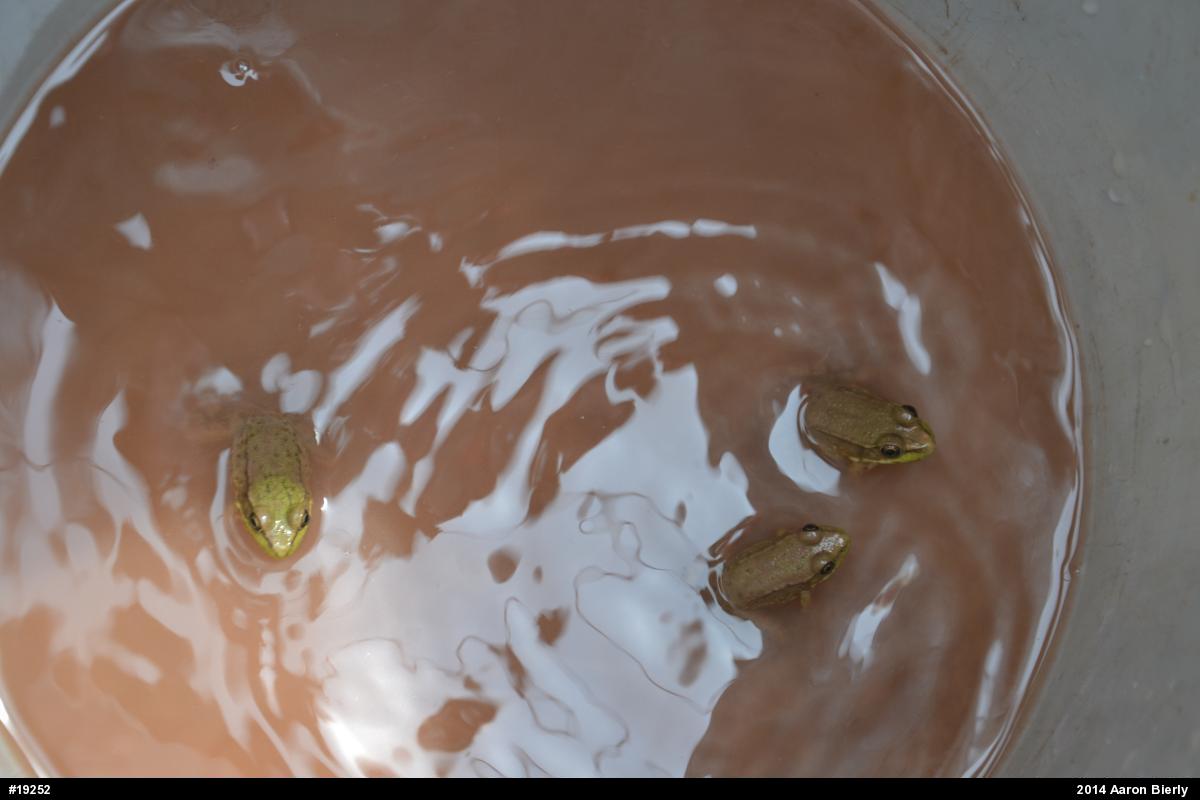 Green Frog