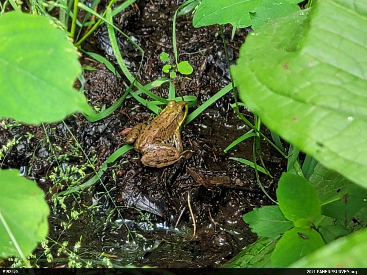 Green Frog
