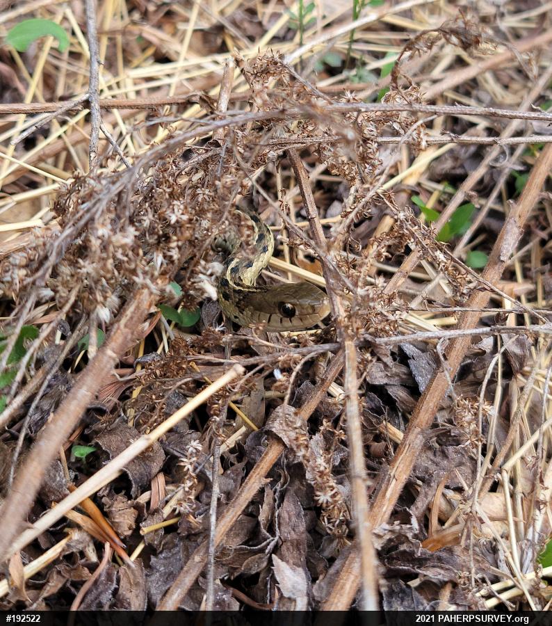Eastern Gartersnake