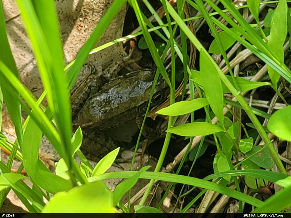 Green Frog