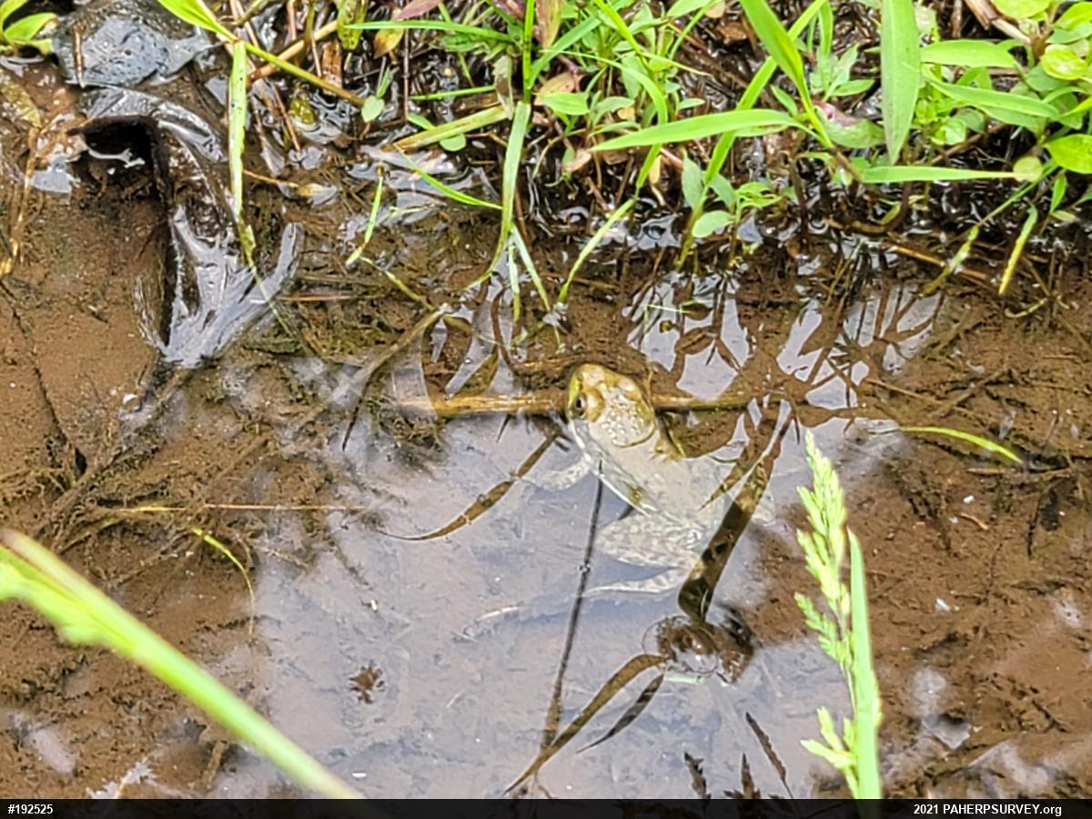 Green Frog