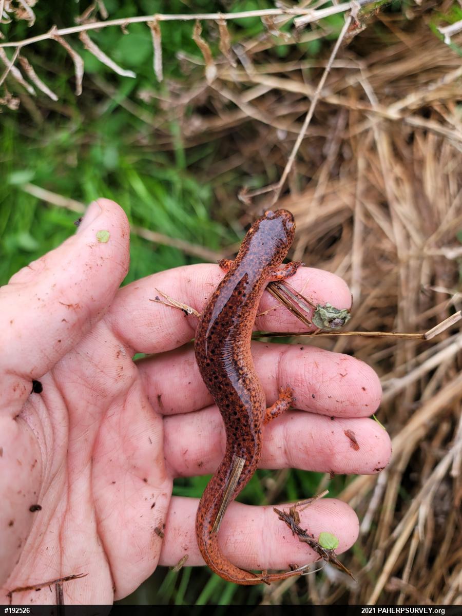 Northern Red Salamander