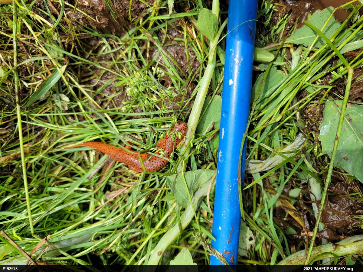 Northern Red Salamander