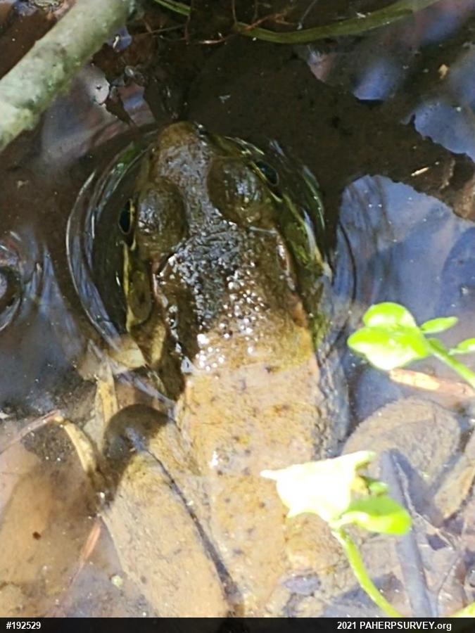 Green Frog